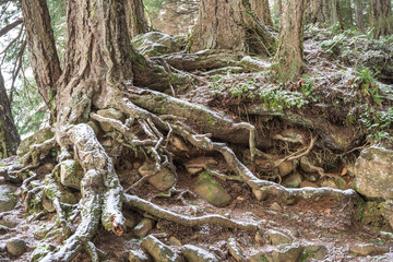 Fototapeta premium Roots Dusted in Snow