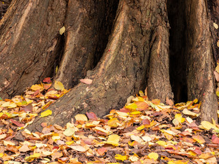 Multicoloured Fallen Leaves Under A Tree In Autumn