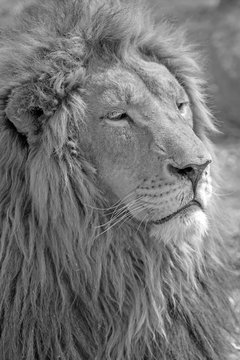 Male lion head in South Africa in black and white