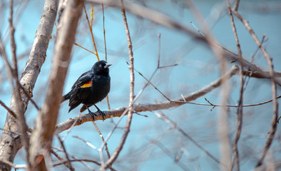Naklejka premium Red-Winged Black Bird on a branch in a park
