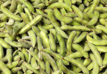 Fresh harvested soybean (edamame) plant isolated on white background