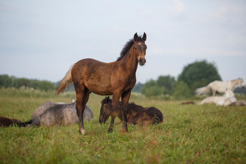  foal and a herd of horses at the field