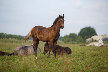 Naklejka na ściany i meble foal and a herd of horses at the field