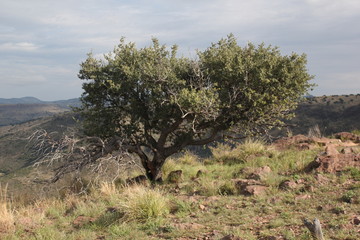 Obraz premium leaning tree on a mountain