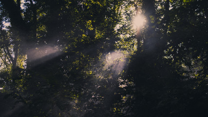 Rays of sun in the forest
