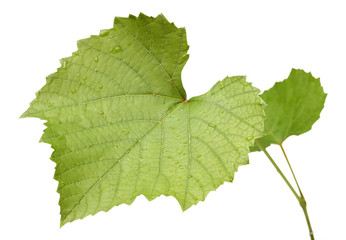 Fresh Green Grape Leaf on isolated white Background
