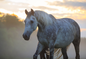 Obraz premium grey horse at the sunrise 