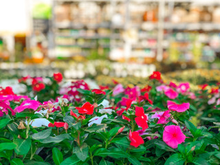 Rows of colorful flowers and plants for sale at a garden nursery center and green house.