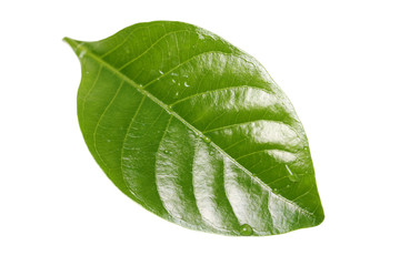 Gardenia leaf on white background