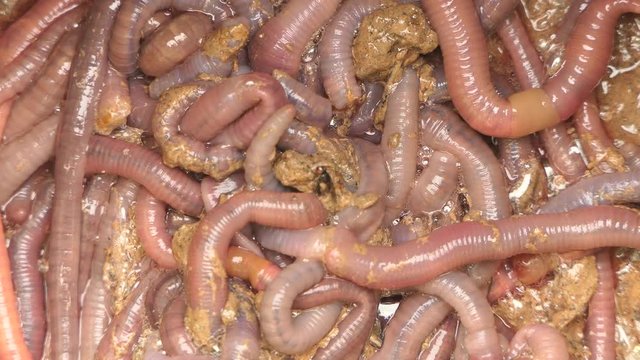 Many red earthworms bait for fishing