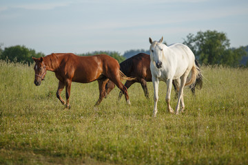 Naklejka na ściany i meble horses in a green field