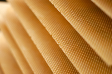background: freshly baked wafer sheets on a conveyor of a confectionery factory