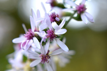 Blooming White Flowers