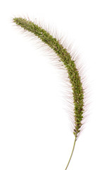 Foxtail Barley on white background