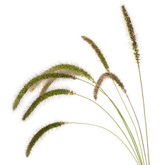 Foxtail Barley on white background