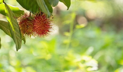 Rambutan in tree and copy space.Fruit red color