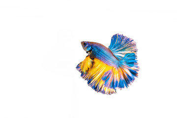 Multi color Siamese fighting fish(Rosetail)(half moon),fighting fish,Betta splendens also sometimes colloquially known as the Betta is one of the most popular aquarium fish,on White Background