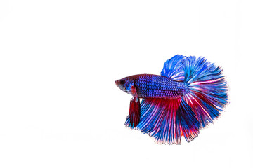 Multi color Siamese fighting fish(Rosetail)(half moon),fighting fish,Betta splendens also sometimes colloquially known as the Betta is one of the most popular aquarium fish,on White Background