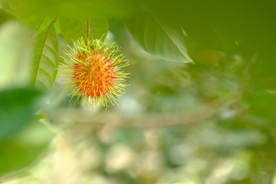 Rambutan in tree and copy space.Fruit red color