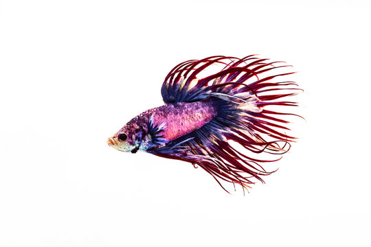Multi color Siamese fighting fish(Rosetail)(half moon),fighting fish,Betta splendens also sometimes colloquially known as the Betta is one of the most popular aquarium fish,on White Background