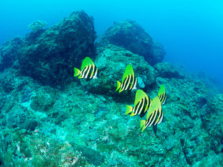 鹿児島_薩摩硫黄島_スキューバダイビング