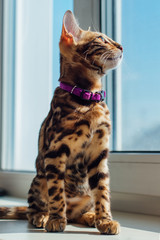 Cute bengal kitty cat sitting next to the window at home