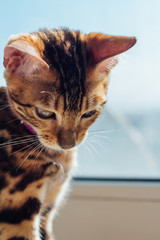 Cute bengal kitty cat sitting next to the window at home