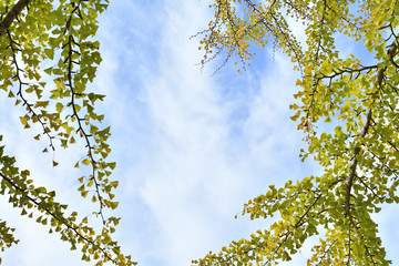 イチョウの背景素材