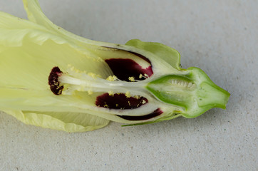 Okra Blossom Cross Section