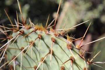 Afternoon rays of Southern Mojave Desert sun accentuate subtle spiny beauty of this native cactus in Joshua Tree National Park, casually as Mojave Pricklypair, taxonomically as Opuntia Phaeacantha.