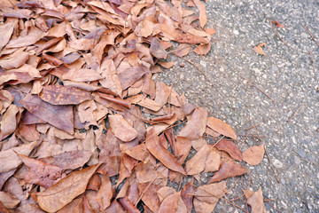 brown leaf with road in autumn