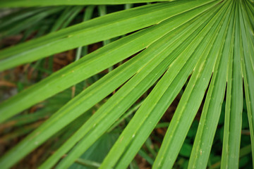 selective focus with green palm leaf