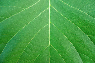 selective focus with green leaf 