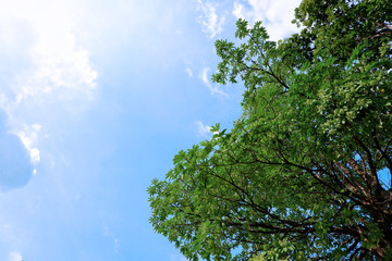 Fototapeta premium blue sky and soft white cloud 