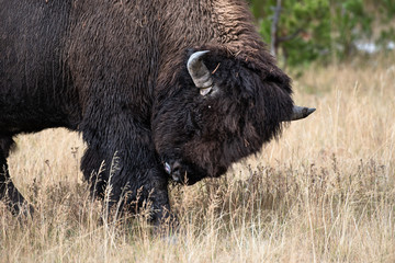 Fototapeta premium bison in yellowstone