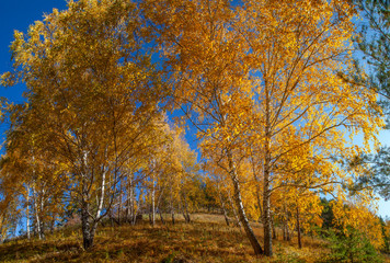 Fototapeta premium Autumn forest on a background of blue sky. Indian summer in October.