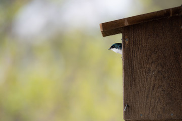 Tree Swallow