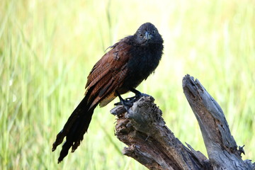 bird of prey