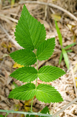 Vertical Pinnate Compound Raspberry Leaves