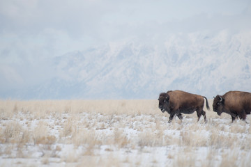 American Bison © Tom