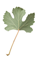leaf on the white isolated background