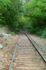 Fototapeta premium Through the Woods in a train
