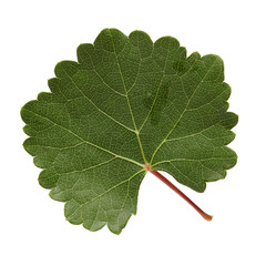 Fototapeta premium leaf on the white isolated background