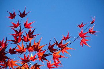 青空と紅葉