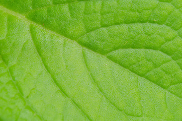 Cuban Oregano Mint Leaf Texture