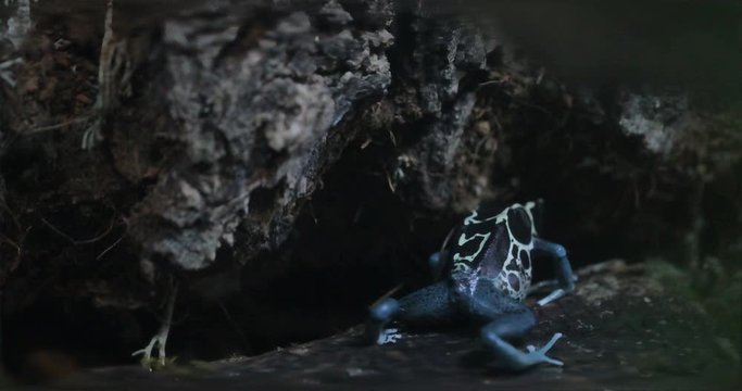 poisonous frog bright color entering the den, Poison dart frog dart-poison frog,  poison arrow frog at night