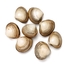 fresh raw Surf clam on white background