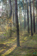 Obraz premium A forest with pine trees at sunrise and the fog in the morning
