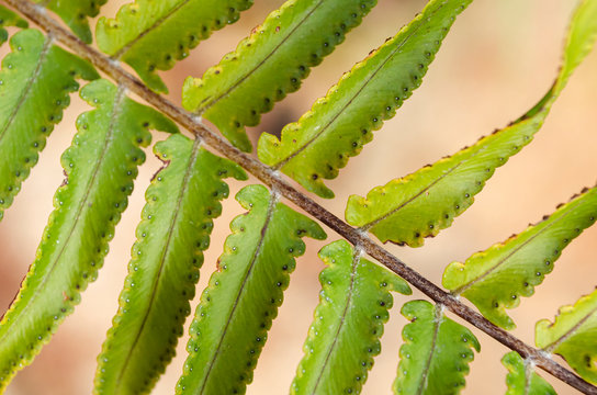Ostrich Fern Diagonal Texture