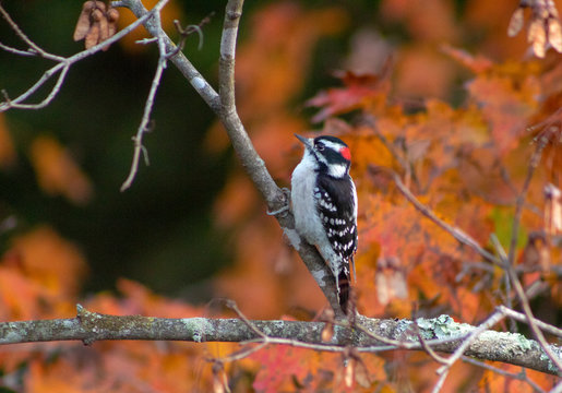 downy woodpecker on branch in fall